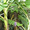 Plants: image 66 0f 70 thumb
